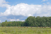 Parc naturel européen Plaines Scarpe-Escaut